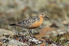 Red Knot